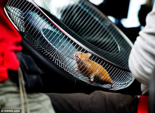 仓鼠驱动器15-TON-VOLVO-FMX-3