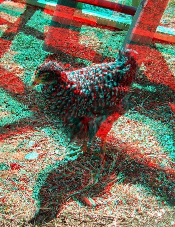 使用red-cyan 3 d眼镜观看(浮雕)。禁止在6周摇滚小鸡。