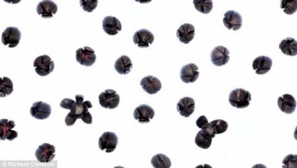 3 d-printed-blooming-flowers (4)