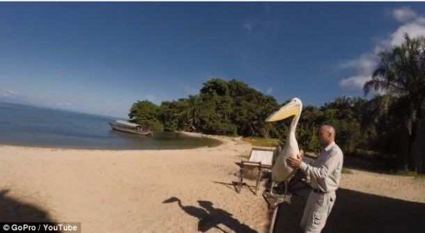 big_bird_pelican（3）