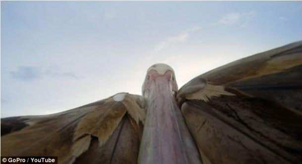 big_bird_pelican（6）