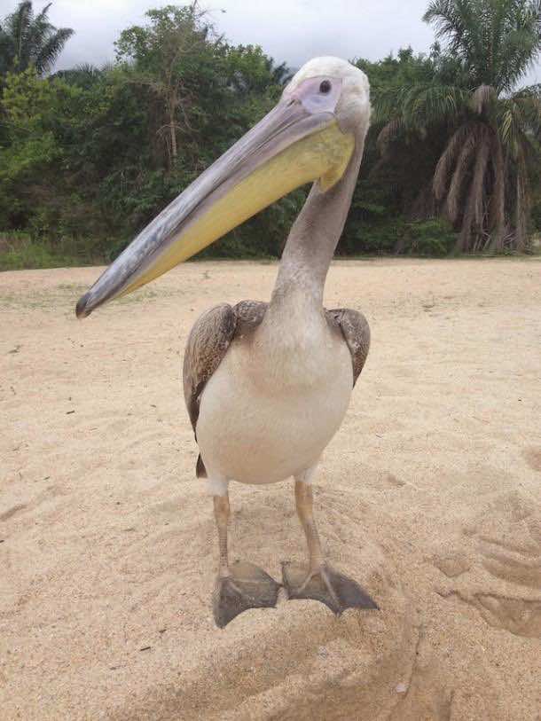 big_bird_pelican（8）