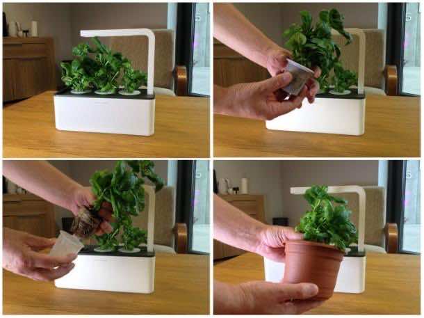 聪明的草药花园4