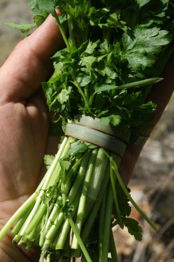 4所示。油性草药