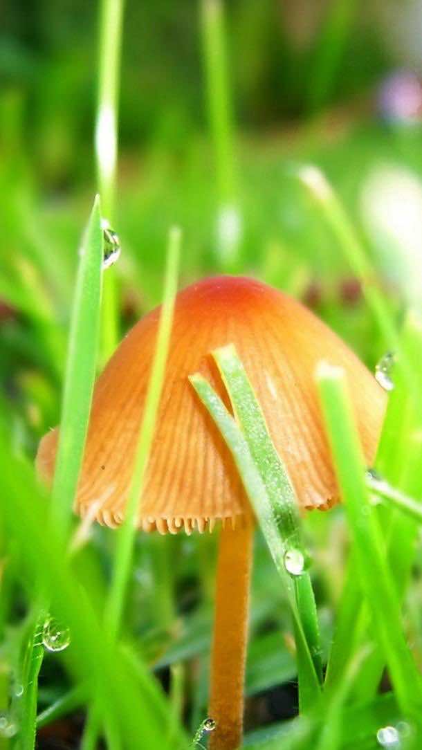 三星高清壁纸蘑菇