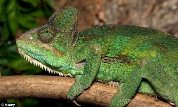 Chameleon_fabric（6）