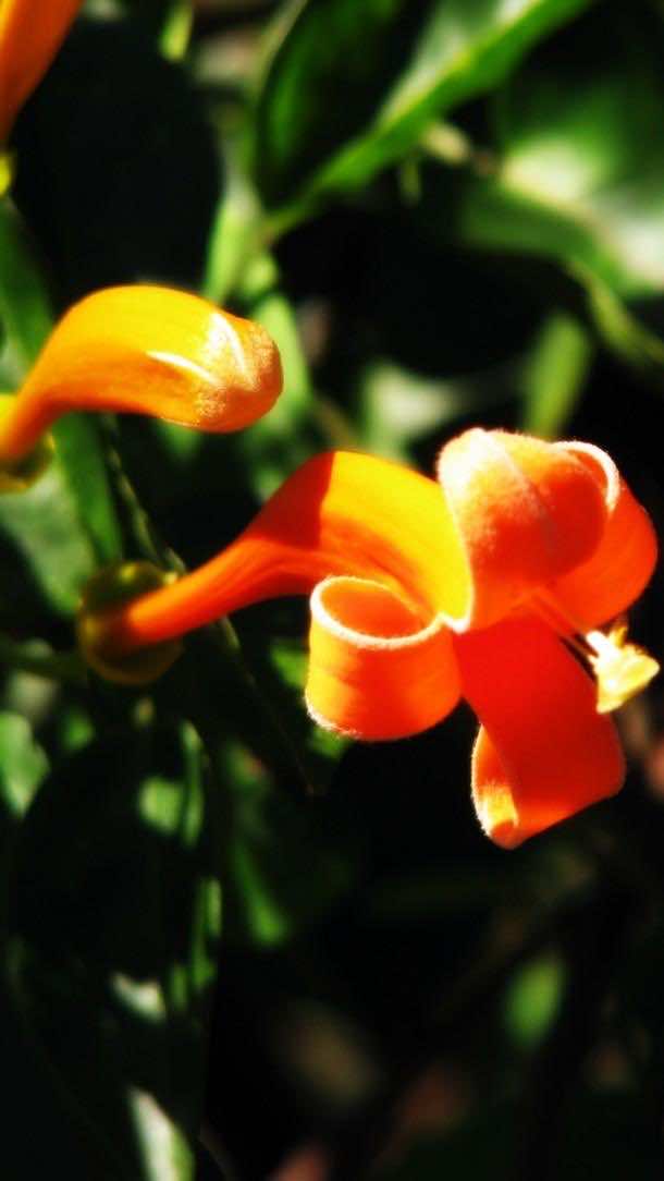 Windows-Phone-8-wallpaper-2