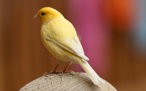 转换成Resort11纳粹飞机跑道上