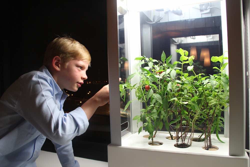 NIWA  - 在您的家中种植草药和水果2