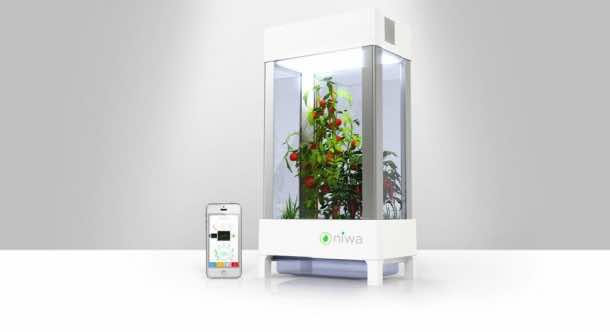 NIWA  - 在您的家中种植草药和水果5