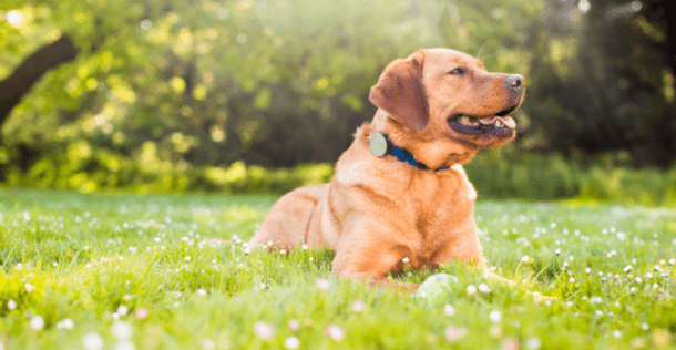 哨活动监视器 - 宠物的健身追踪器4