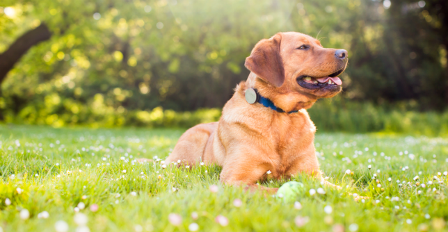 吹口哨活动监视器,健身pets4追踪