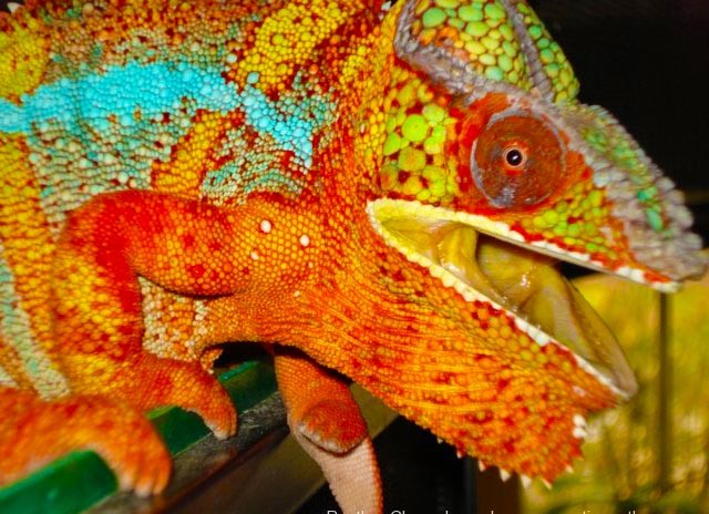 变色龙如何改变颜色4