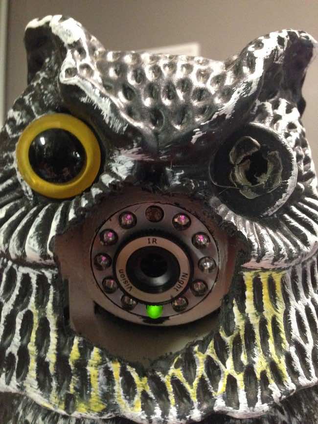 This Guy Had Enough of Nosy Squirrels – An Epic DIY Project 9