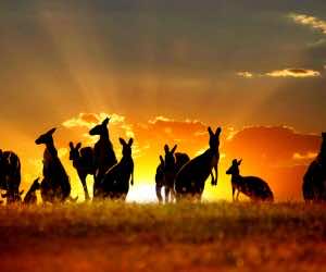 澳大利亚壁纸16