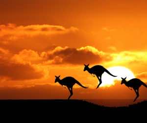 欧斯特ralia wallpaper