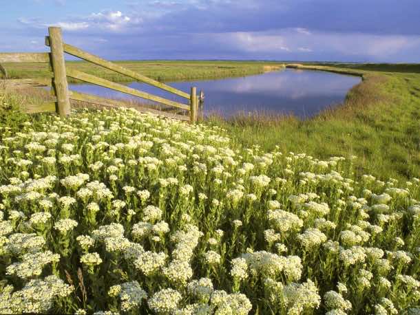 Globed-podded Hoarycress (Cardaria draba) thanet weed, Elmley Marshes RSPB Reserve, Kent, England