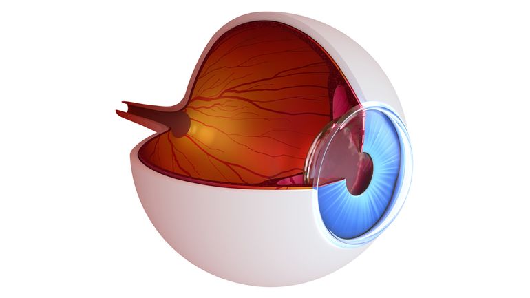 将反向遗传Bli Optogenetic治疗ndness 2