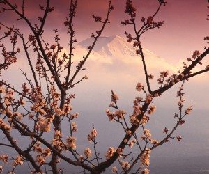 700-016088©Ron Stroud Mount Fuji和Cherry Blossoms Japan