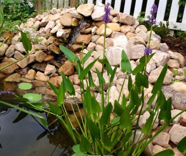 学习如何做一个便宜的为你的前院7池塘