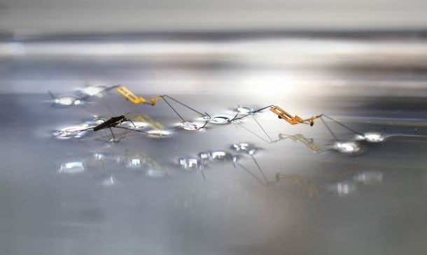 这个机器人可以在水上行走3