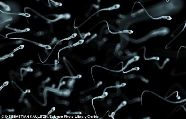 First Lab-Grown Human Sperm Technique Explained 3