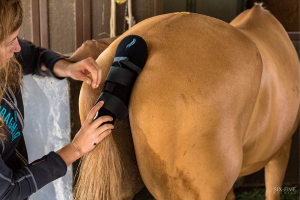 尾灯骑手安全计划-马的安全2