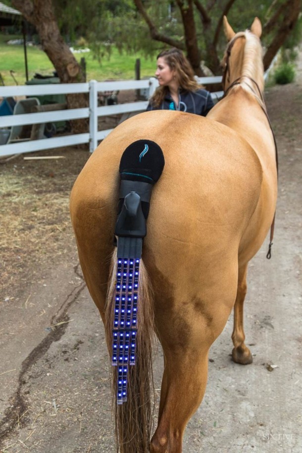 尾灯骑手安全计划-马的安全6