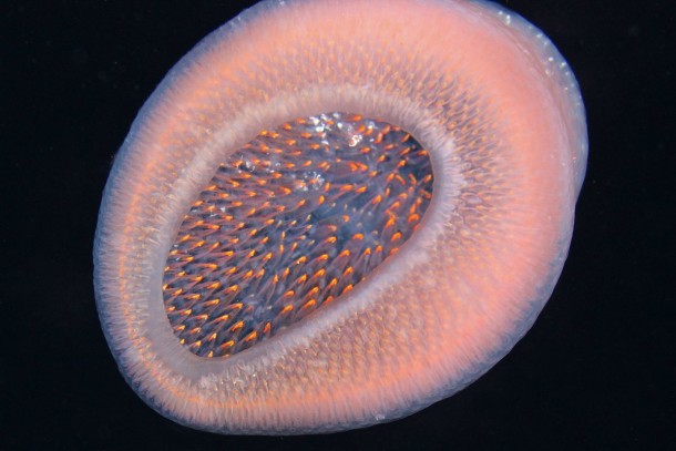 火体是你所见过的最奇怪的海洋巨兽