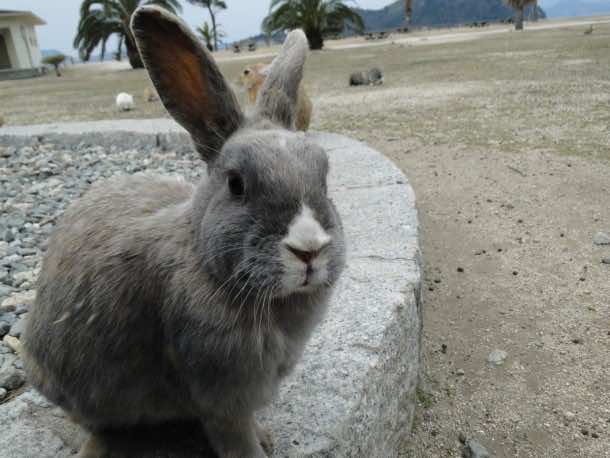 大久之岛Us agi Jima10