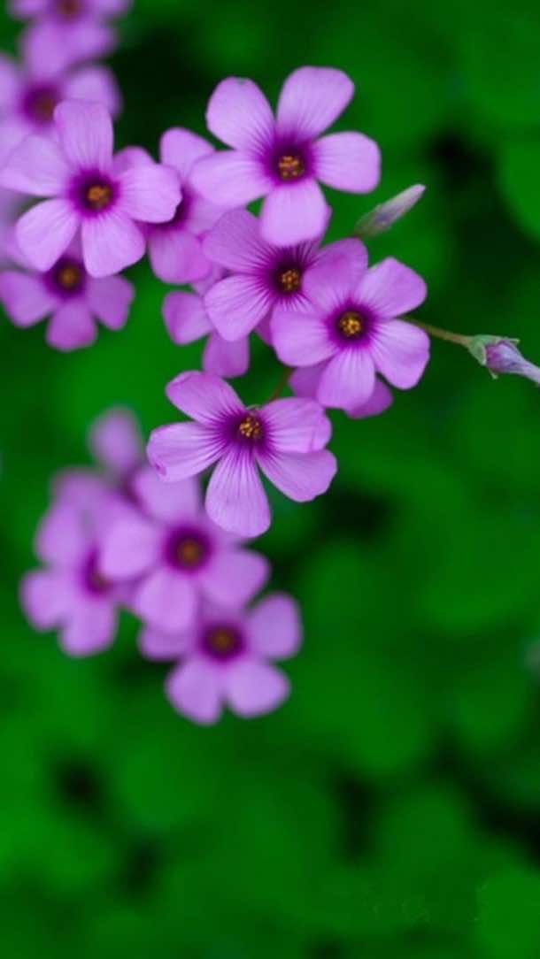 明亮的电话壁纸5