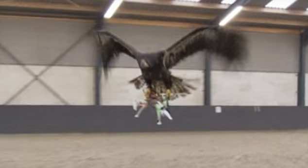 荷兰警方将用训练有素的老鹰击落无人机