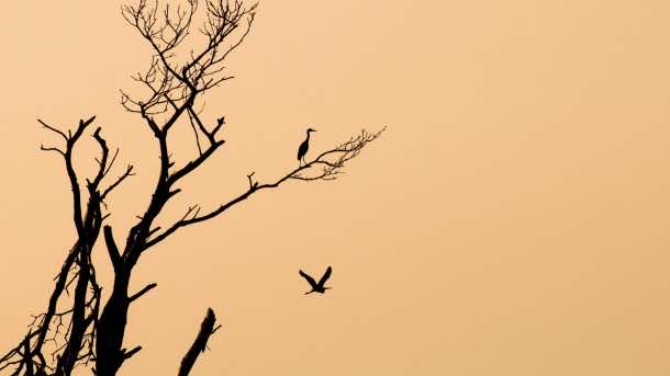 免费桌面壁纸68