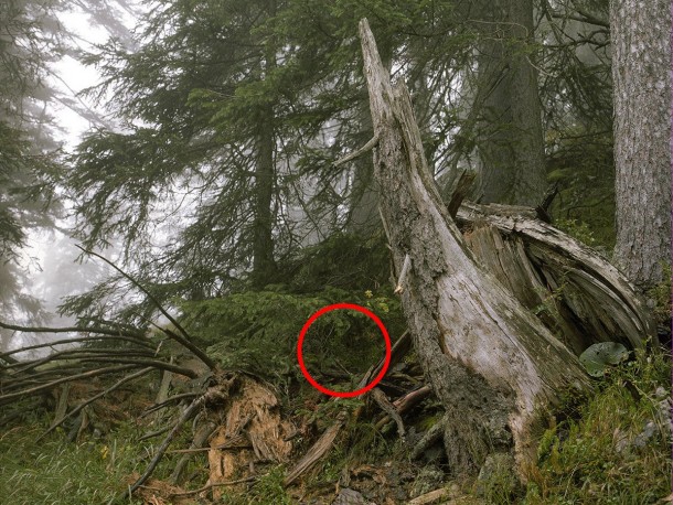 祝你好运，试图找到这些隐藏的狙击手12a