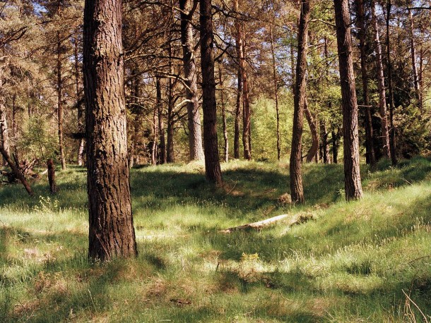 祝你好运，试图找到这些隐藏的狙击手13