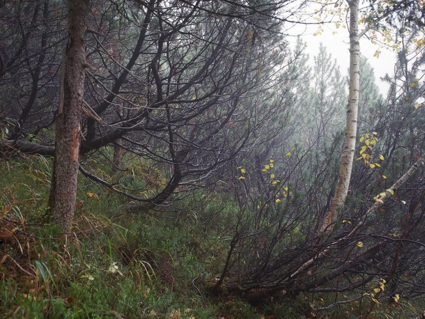 祝你好运，试图找到这些隐藏的狙击手14