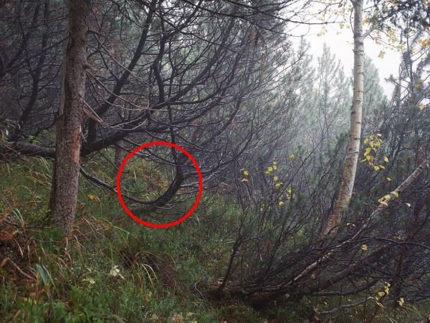 祝你好运，试图找到这些隐藏的狙击手14a