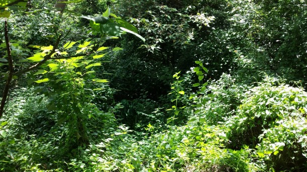 祝你好运，试图找到这些隐藏的狙击手2