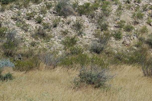 祝你好运，试图找到这些隐藏的狙击手4