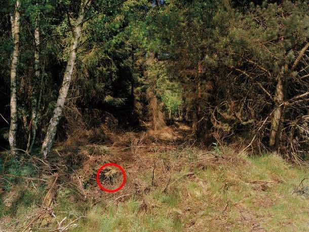 祝你好运，试图找到这些隐藏的狙击手6a