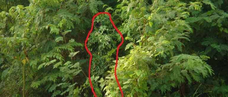 祝您好运，试图找到这些隐藏的狙击手