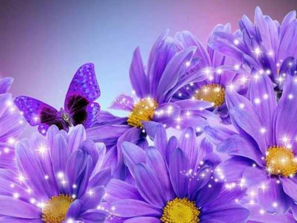 闪闪发光壁纸28