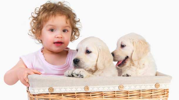一个女婴和两只小狗在篮子里