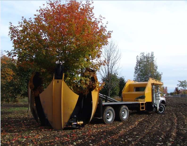 巨大的铁锹用于在其他地方植树