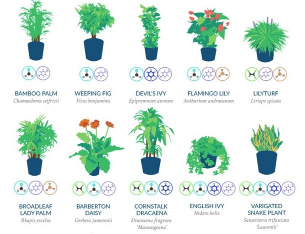 18的植物最好在你家据NASA过滤空气