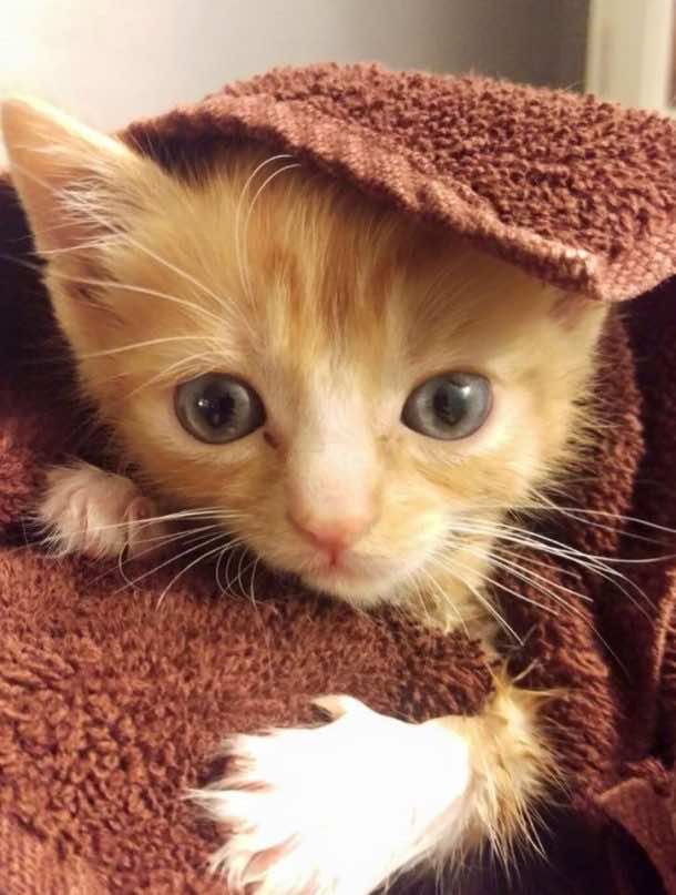 k'nex零件有助于瘫痪的小猫跑步并播放第一次image 2