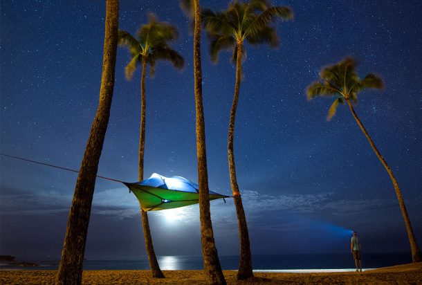 2个丁香刺齿tent-1