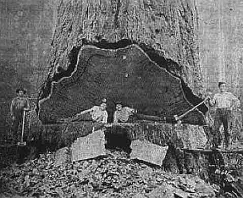 加利福尼亚一个日志屋6