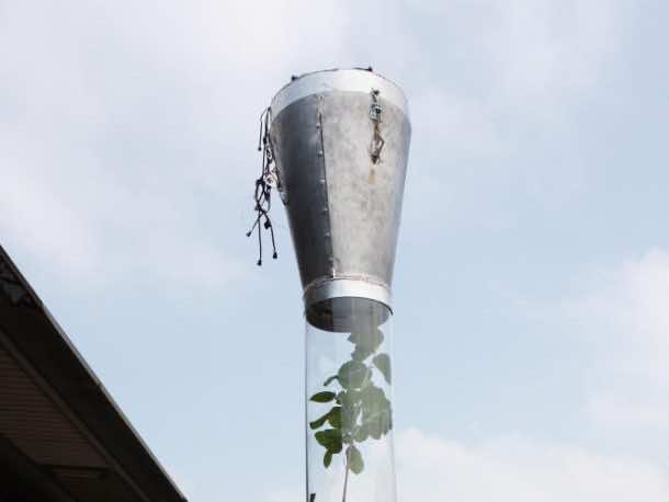 阿姆斯特丹正在测试一种可以吸收雾霾的花