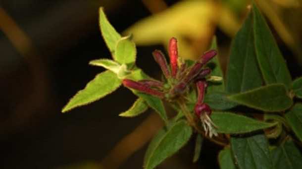 阿姆斯特丹正在测试一种可以吸收雾霾的花